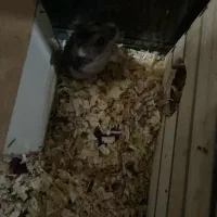 همستر کمپل|موش و خرگوش|بندرعباس, |دیوار