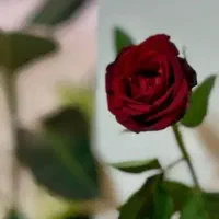 گل رز