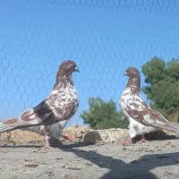کبوتر پرشی اصیل کاشان