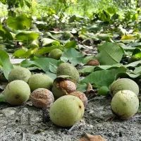 فروش زمین دهبکری