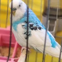 یکجفت نر وماده مرغ عشق که تخم هم داره|پرنده|فردیس, قریشی|دیوار