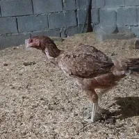 فروش تخممرغ لاری|حیوانات مزرعه|باغ ملک, |دیوار