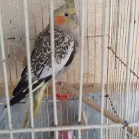 عروس هلندی ماده|پرنده|گنبد کاووس, |دیوار