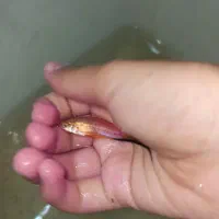 مولی پاندا و دم عقربی و بالن و....