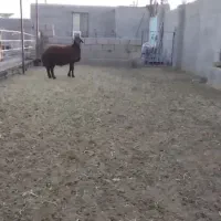 بره قوچ همو|حیوانات مزرعه|سبزوار, رباط|دیوار