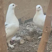 کبوتر تزئینی دم چتری پرپا|پرنده|قم, پردیسان|دیوار