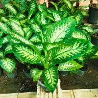 دیفن باخیا ،گل وگیاه طبیعی|گل و گیاه طبیعی|مشهد, خلق آباد سفلی|دیوار