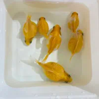 ماهی گلدفیش پرل اسکال