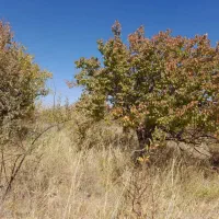 فروش باغ ۴۴۰۰ متر واقع در آوج|فروش زمین و ملک کلنگی|آوج, |دیوار