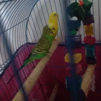 یه جفت مرغ عشق
