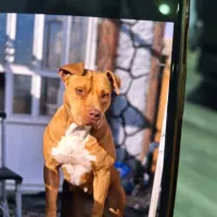 سگ پیت بل فوق‌العاده