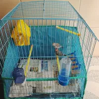 یه جفت فنچ با قفس