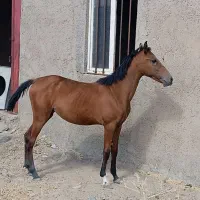 اسب مادیان|اسب و تجهیزات اسب‌سواری|همدان, |دیوار