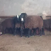 گوسفند شال|حیوانات مزرعه|تاکستان, |دیوار