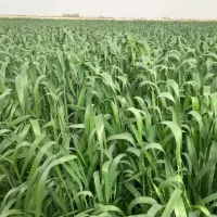 راننده تراکتور ...