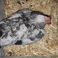 مرغ کرچ