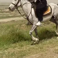 نریان|اسب و تجهیزات اسبسواری|الیگودرز, |دیوار