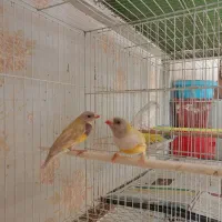 فنچ گلدین|پرنده|مشهد, کوی المهدی|دیوار