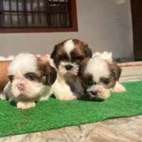 شیتزوسوپرفلت