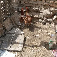 مرغ گلیپایگانی تخم گذار