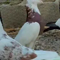 کبوتر|پرنده|سنگدوین, |دیوار