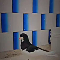 کبوتر راست های عتیقه برای جوجه گیری حرف نداره