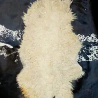 پوست مویی گوسفندی و بزی|آرایشی، بهداشتی، درمانی|قم, رضویه|دیوار