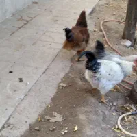 خروس محلی|حیوانات مزرعه|تربت‌حیدریه, شهرک ولیعصر|دیوار