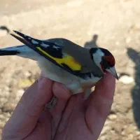 سهره بروجرد|پرنده|اندیمشک, |دیوار