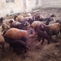۱۰راس میش افشاری بره دار|حیوانات مزرعه|قوچان, |دیوار