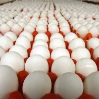 پخش عمده تخم مرغ