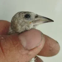 جوجه سهره سر کله دار درشت