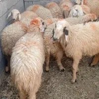 گوسفند فروشی