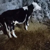 گاوگوساله