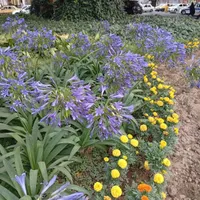 رشت