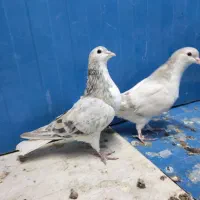 کبوتر|پرنده|بیرجند, |دیوار