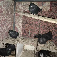 زاغ آبادانی|پرنده|آذرشهر, |دیوار