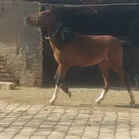 نریان عرب کرد