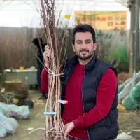 نهال گیلاس لاپینز اروپایی