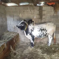 گوساله|حیوانات مزرعه|ماکلوان, |دیوار