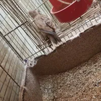 سهره خاکی قناری طوطی عروس هلندی