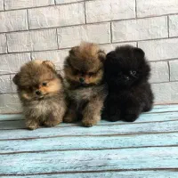 کوچولوهای پشمالو خوشگل روباهی|سگ|نورآباد ممسنی, |دیوار