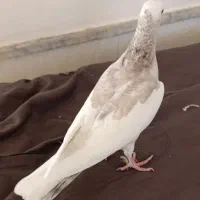جوجه رنگی|پرنده|نیشابور, شهرک اندیشه|دیوار