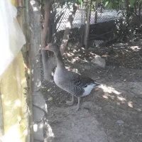 غاز محلی|حیوانات مزرعه|رستم, |دیوار