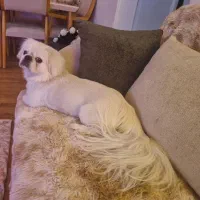 پکینیز امپریال