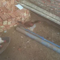 مرغ لاری|حیوانات مزرعه|بکتاش, |دیوار