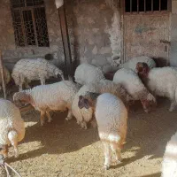 ۱۸راس بره نر و ماده