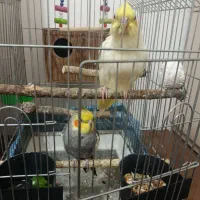 یک جفت عروس هلندی