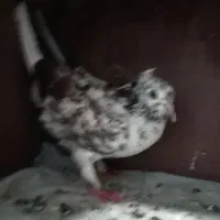 کفتر پرشی کبوتر|پرنده|علی‌آباد کتول, |دیوار