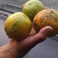 پرتقال ونارنج کیلویی ۱۵ تومن|خوردنی و آشامیدنی|رشت, منظریه|دیوار